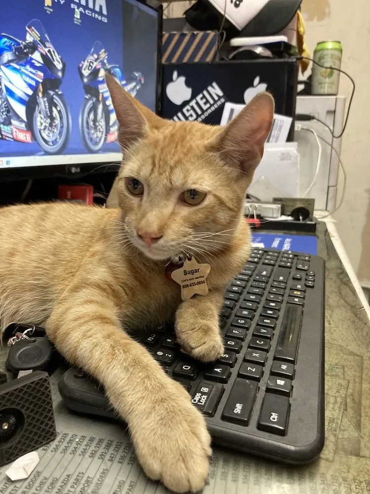 Sugar, the shop cat